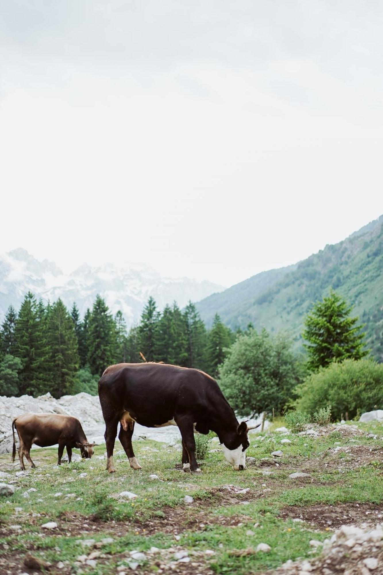 Valbona Resort & Spa Extérieur photo